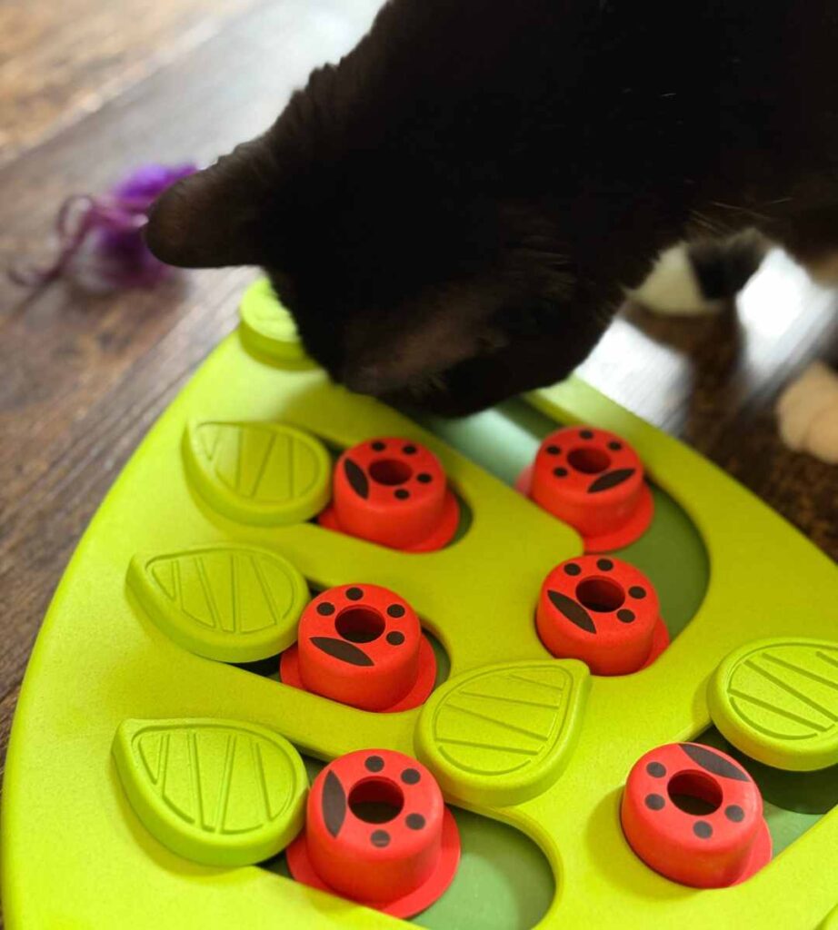 oscar playing with leaf cat toy