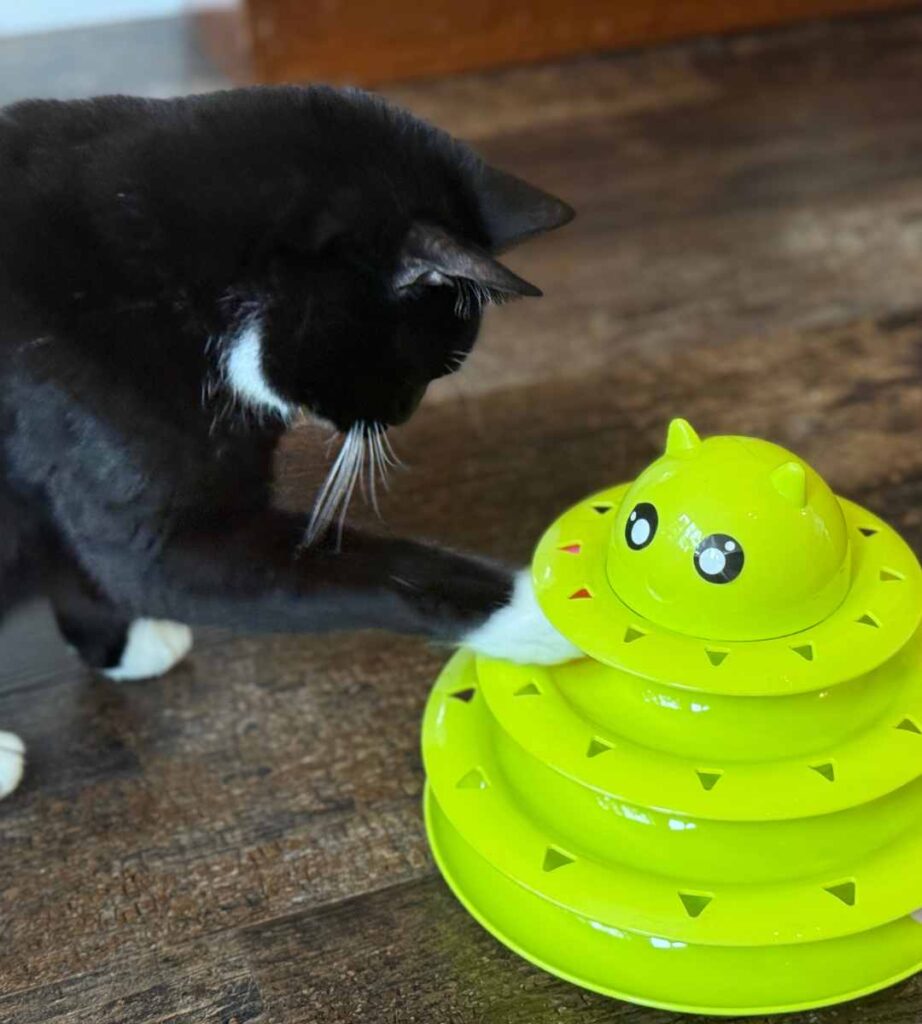 cat playing with stacking ball toy