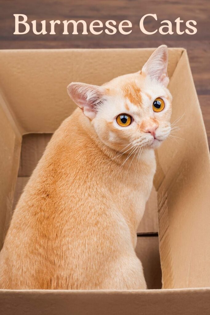 photo of an orange burmese cat
