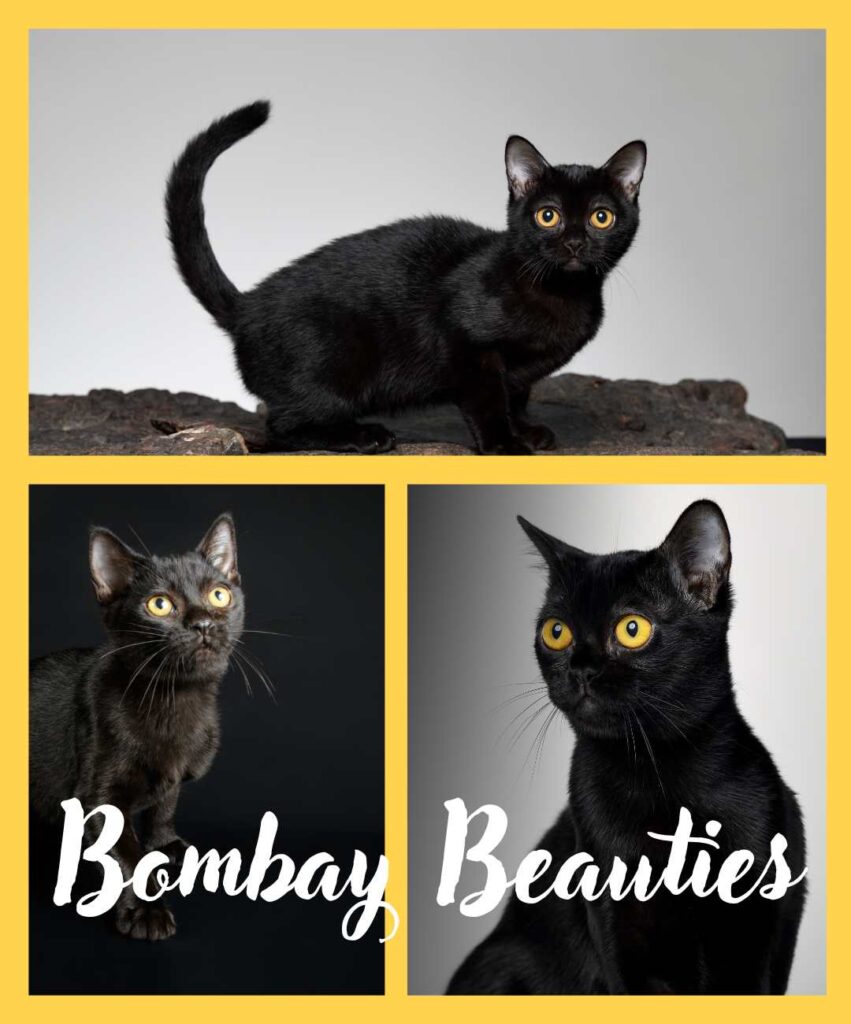 Three Black Bombay cats with amber eyes