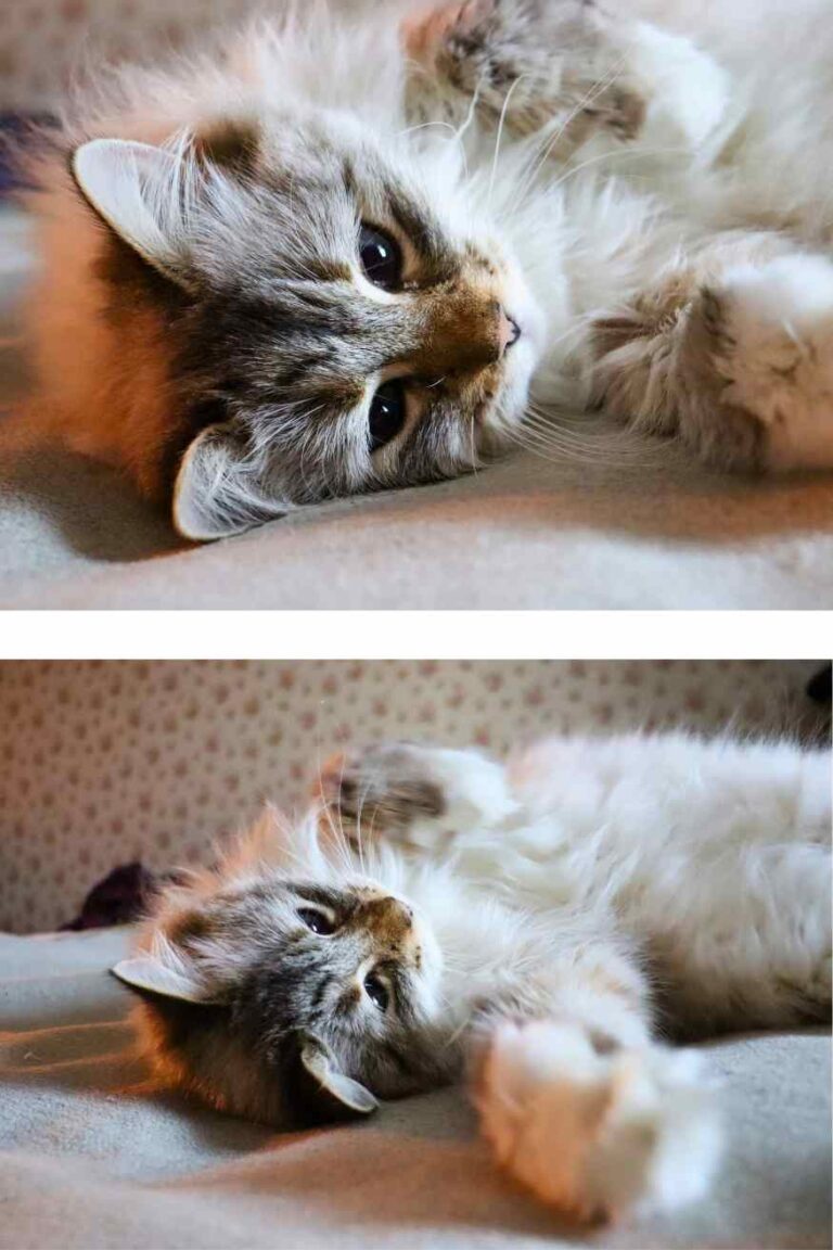 How Big Are Ragdoll Cats - Size Guide And Growth Chart