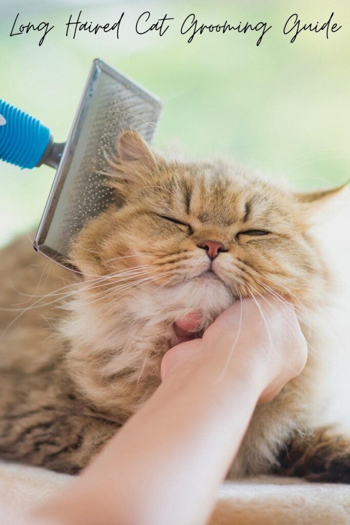 photo of a long haired cat being brushed