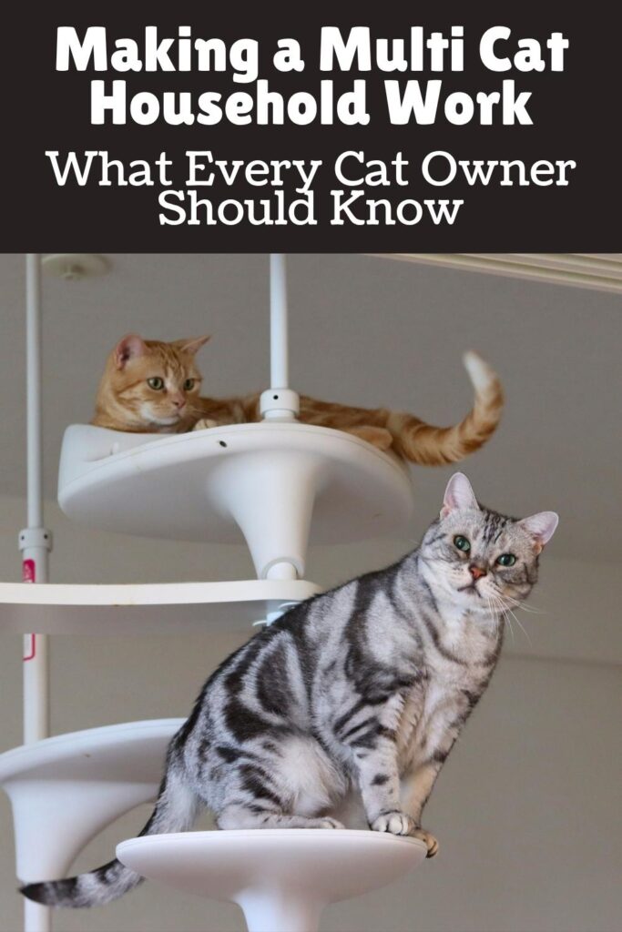 photo of two cats on a cat tree