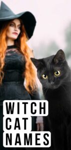 100 Name Ideas for Witches Cats