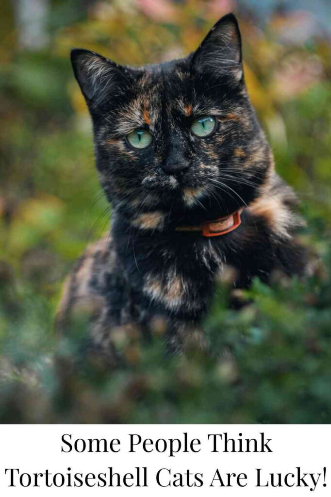 Some People Think Tortoiseshell Cats Are Lucky!
