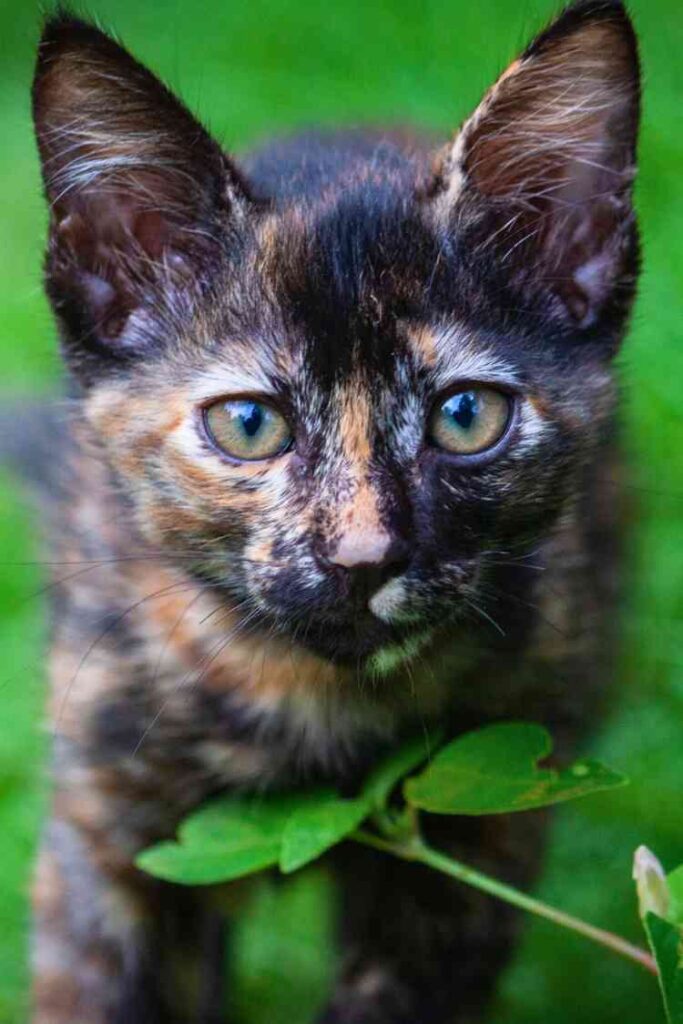 Tortoiseshells can have white patches