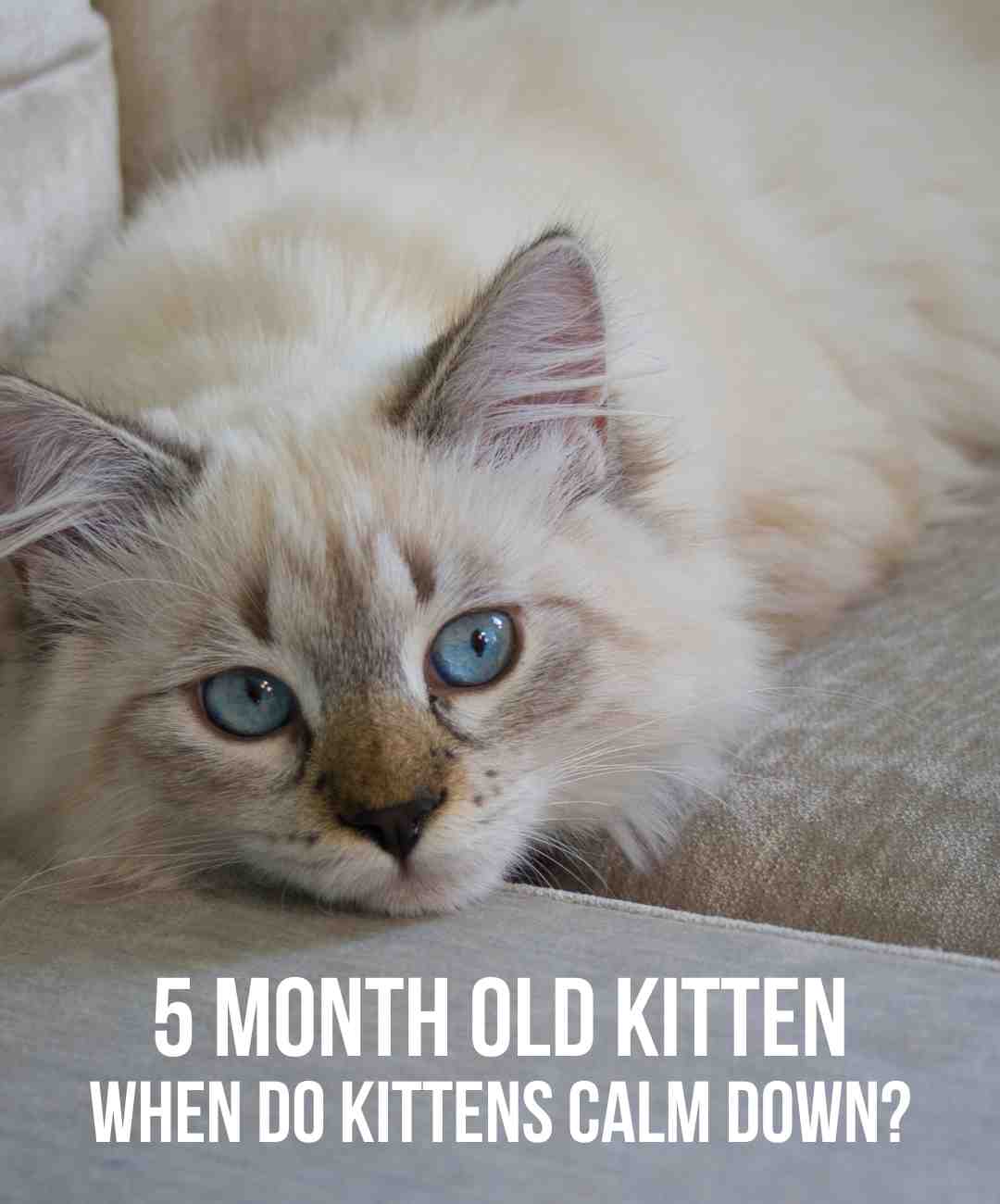 5 Month Old Kitten - What To Expect And How To Care For Them