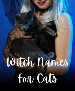 100 Name Ideas for Witches Cats