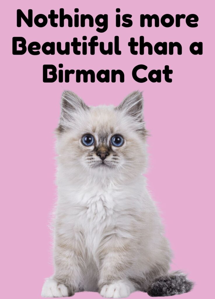 Burma cat