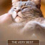 sweet photo of a sleeping tabby cat's face