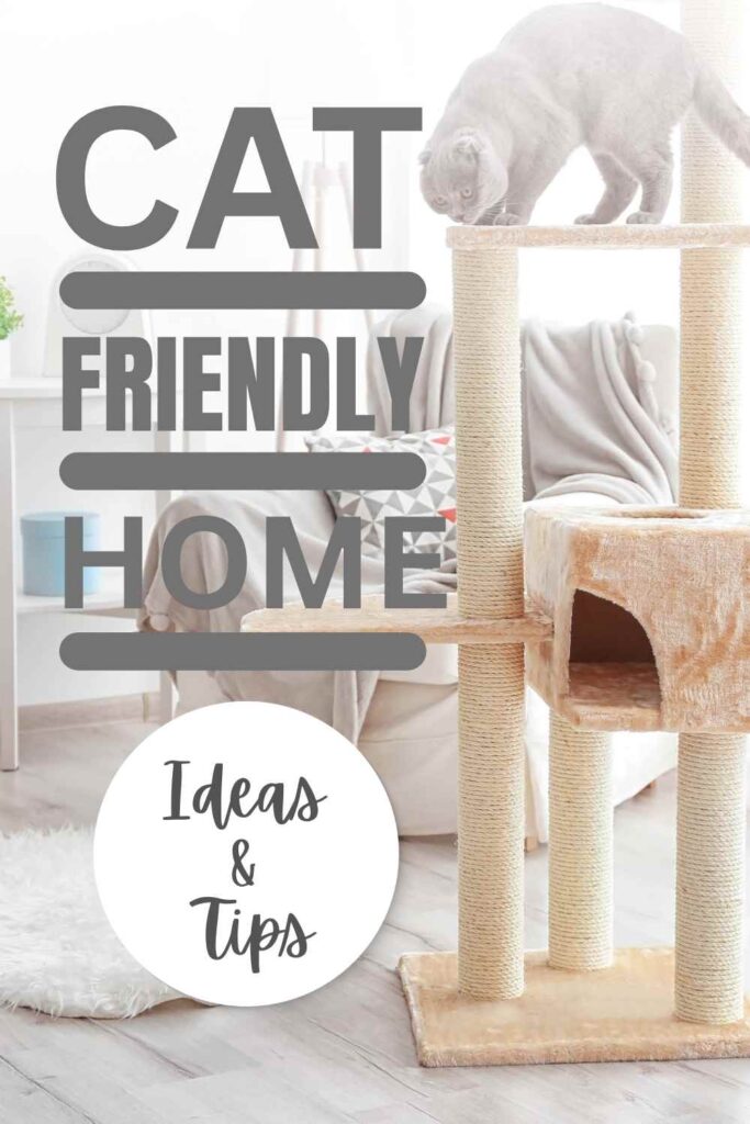 photo of a cat in a cat friendly home