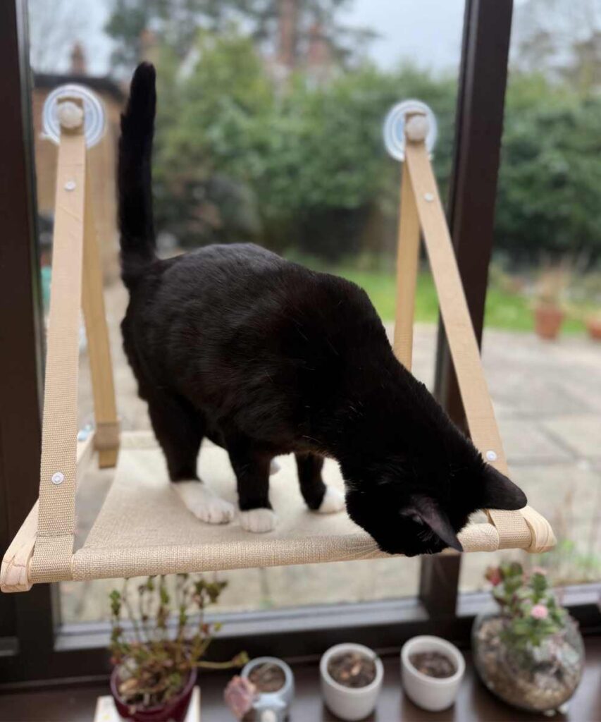 Catismo Window Ledsa