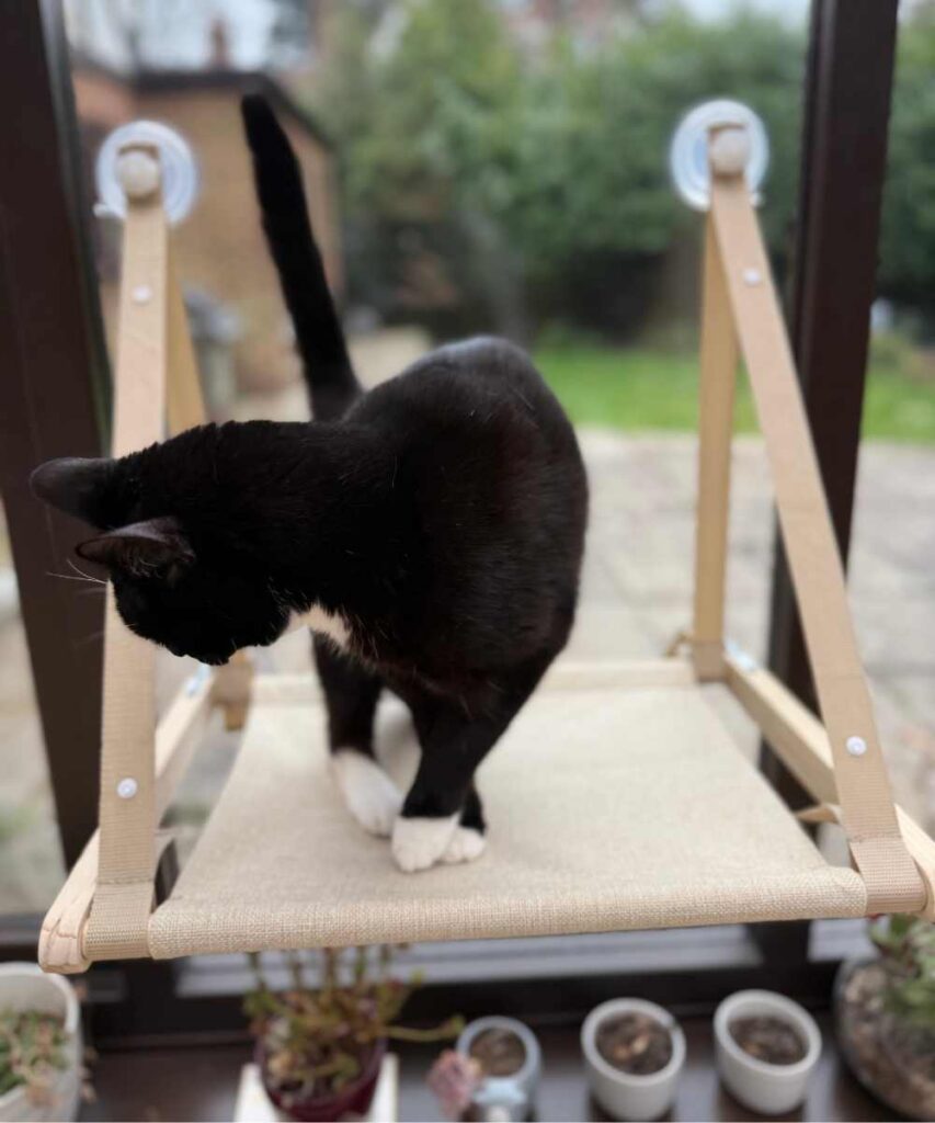 Catismo window perch