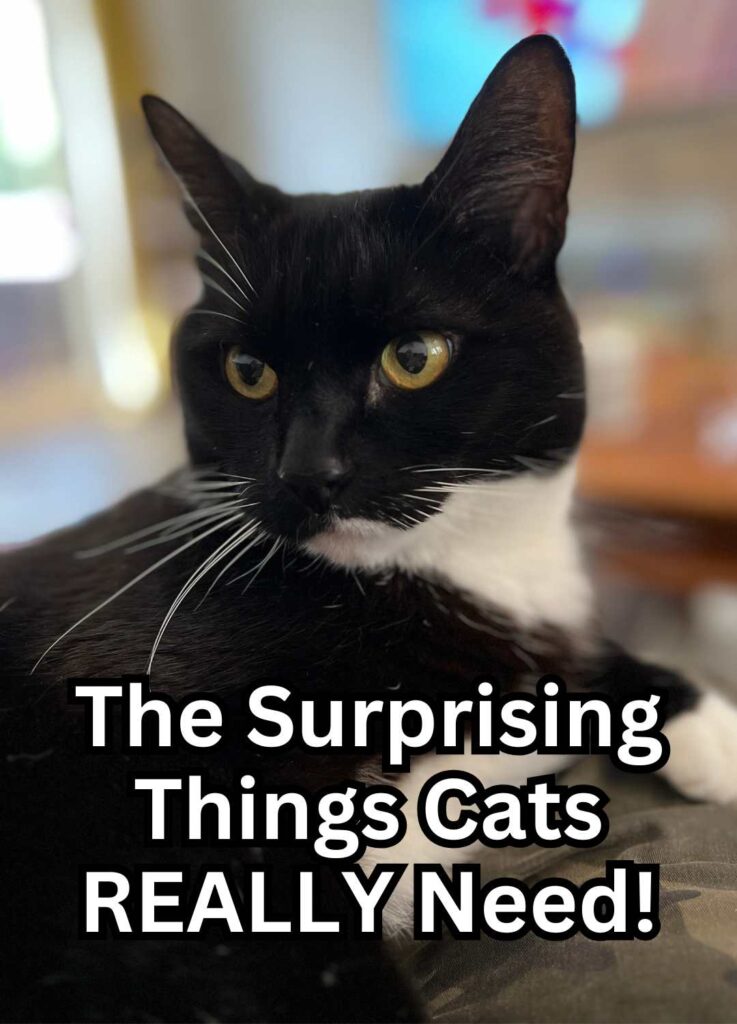 The surprising things that cats really need