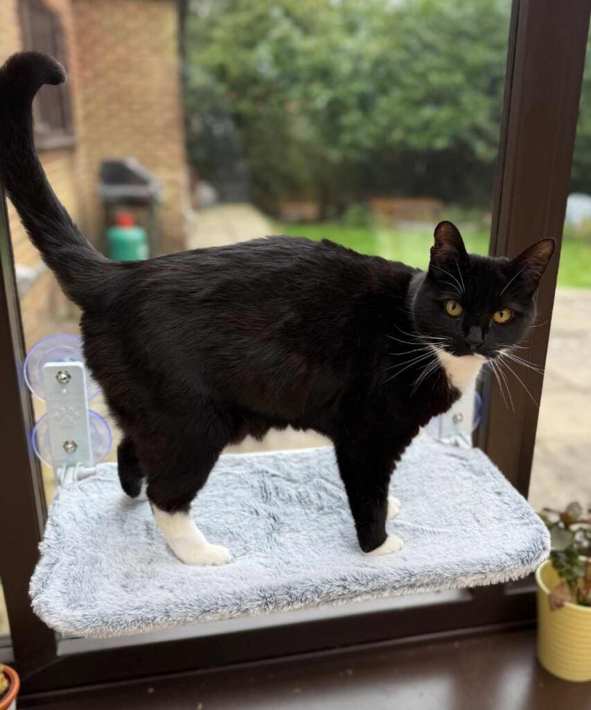 Force of the spongy window