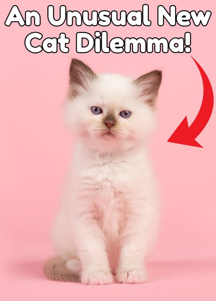 Interior Rabio Cat Dilemma