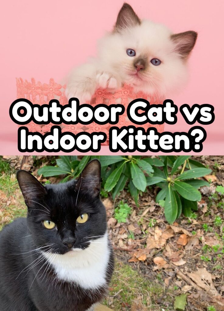 Ragdoll Interior vs BuxoDo outdoors