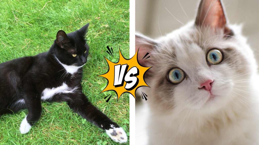 Outdoor vs inner cat
