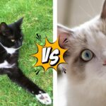 indoor vs outdoor cat