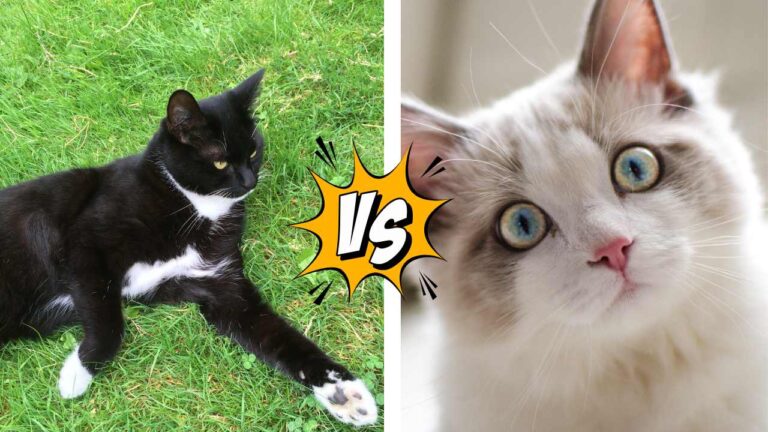indoor vs outdoor cat