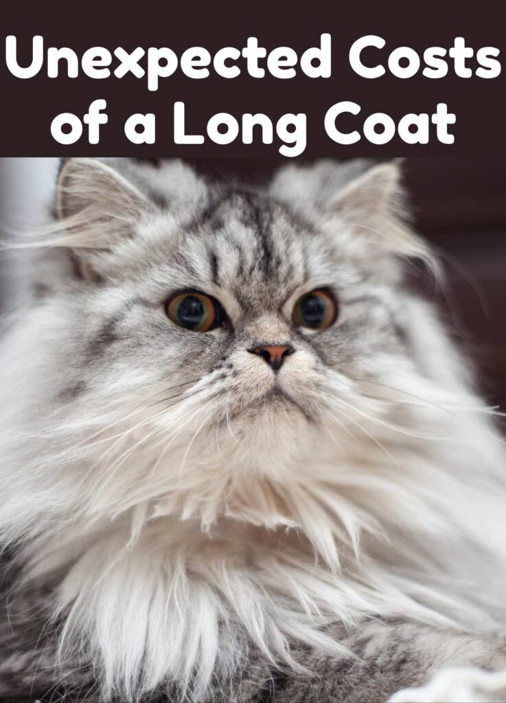 The disadvantages of long hair cats