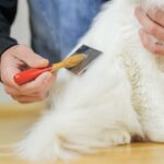 long haired cat grooming