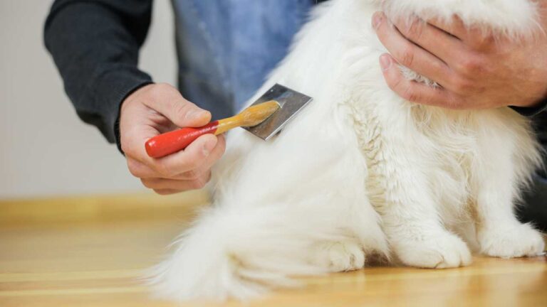 long haired cat grooming