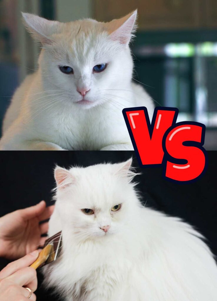Long cat vs. short hair