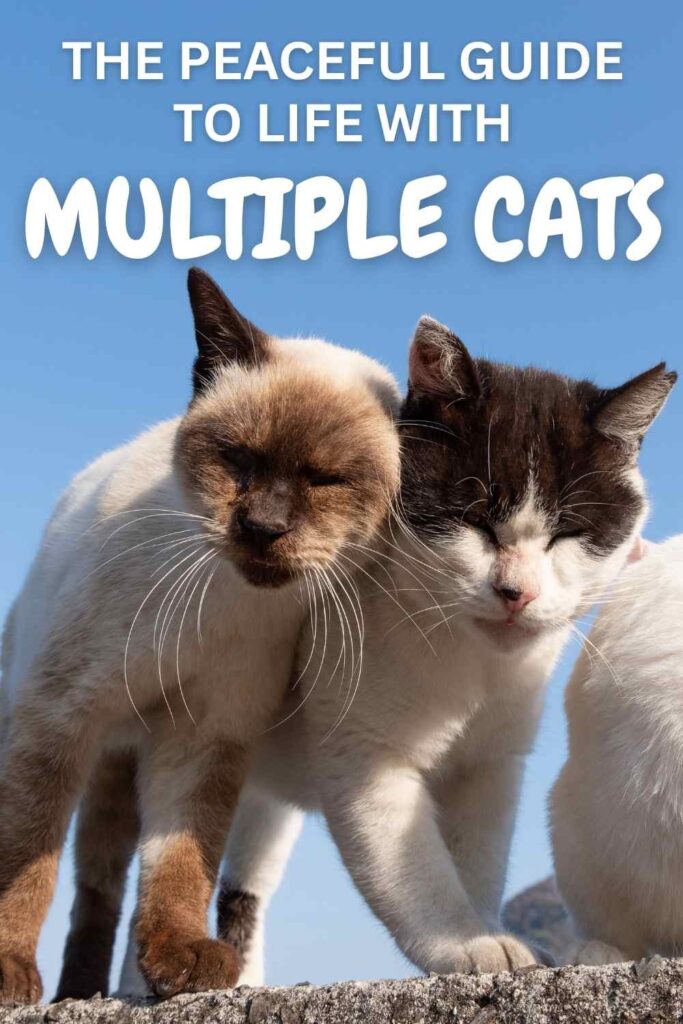 photo of two cats against a blue sky