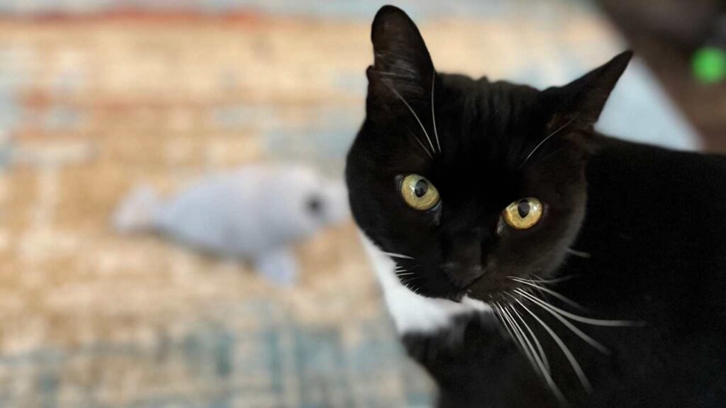Oscar is currently the only cat in the house