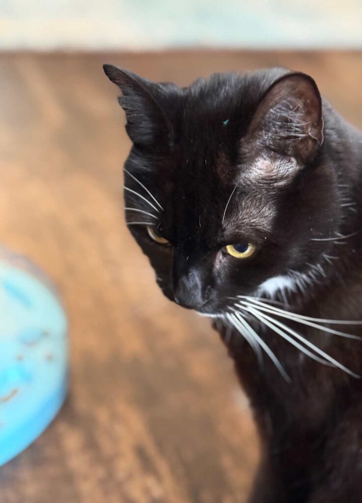 Oscar with a food puzzle toy