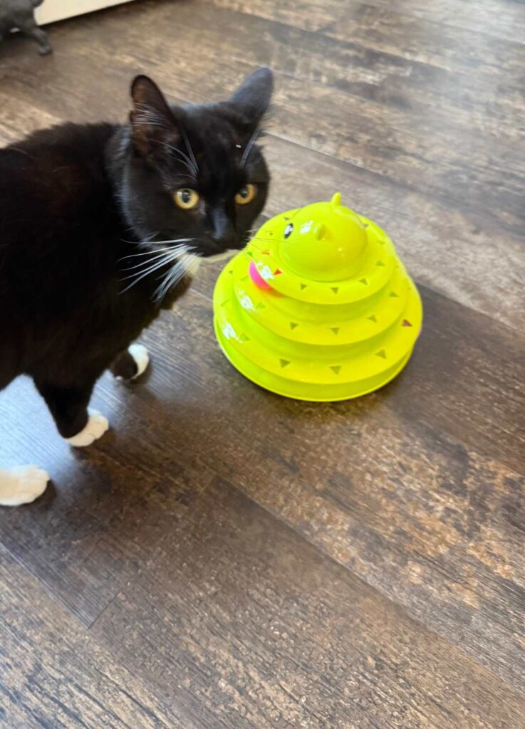 Oscar with a toy