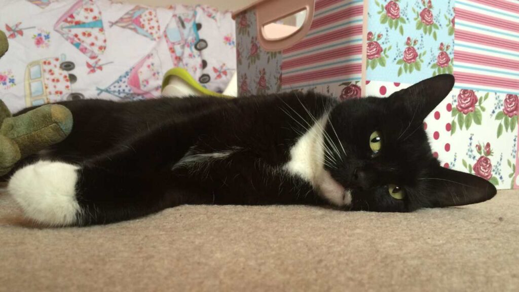 Oscar the Cat Lyed