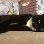 oscar the cat laying down