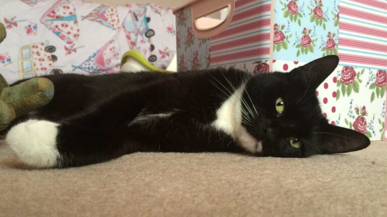 oscar the cat laying down