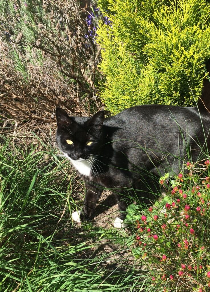 Oscar the Outdoor Cat
