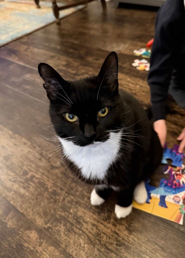 Oscar sitting on a puzzle
