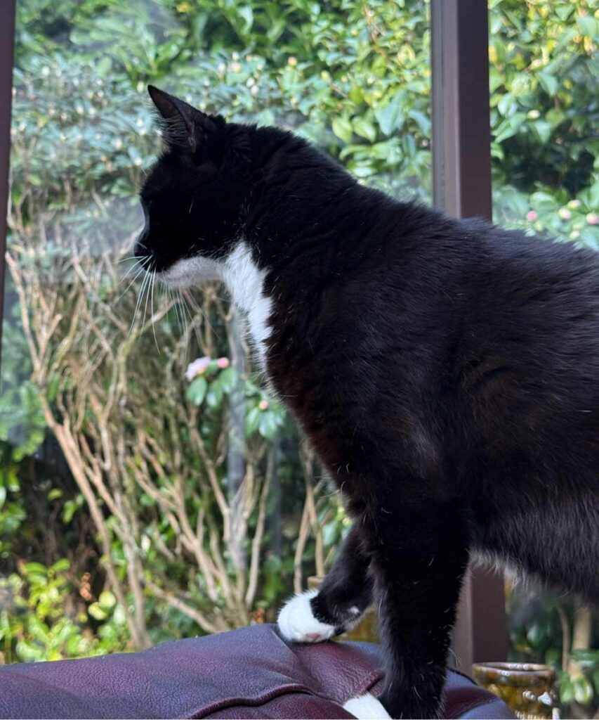 Oscar looking out the window