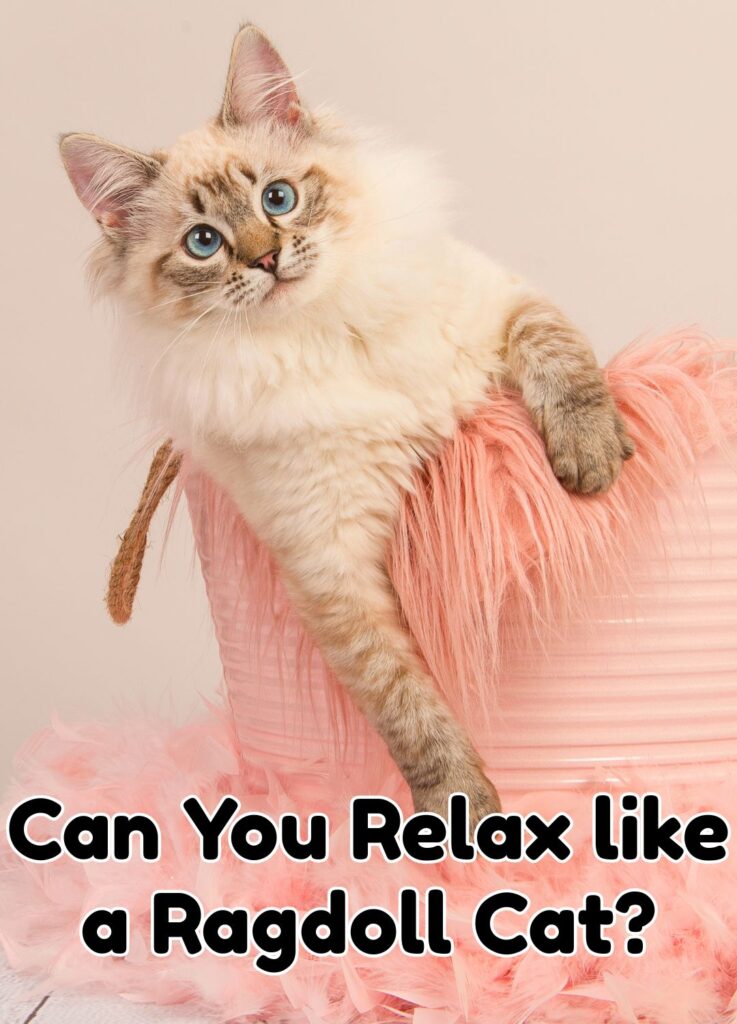 rag cat