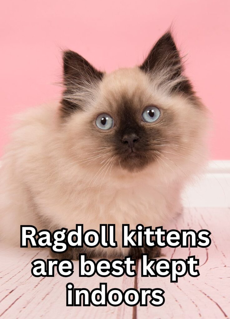 rag kitten
