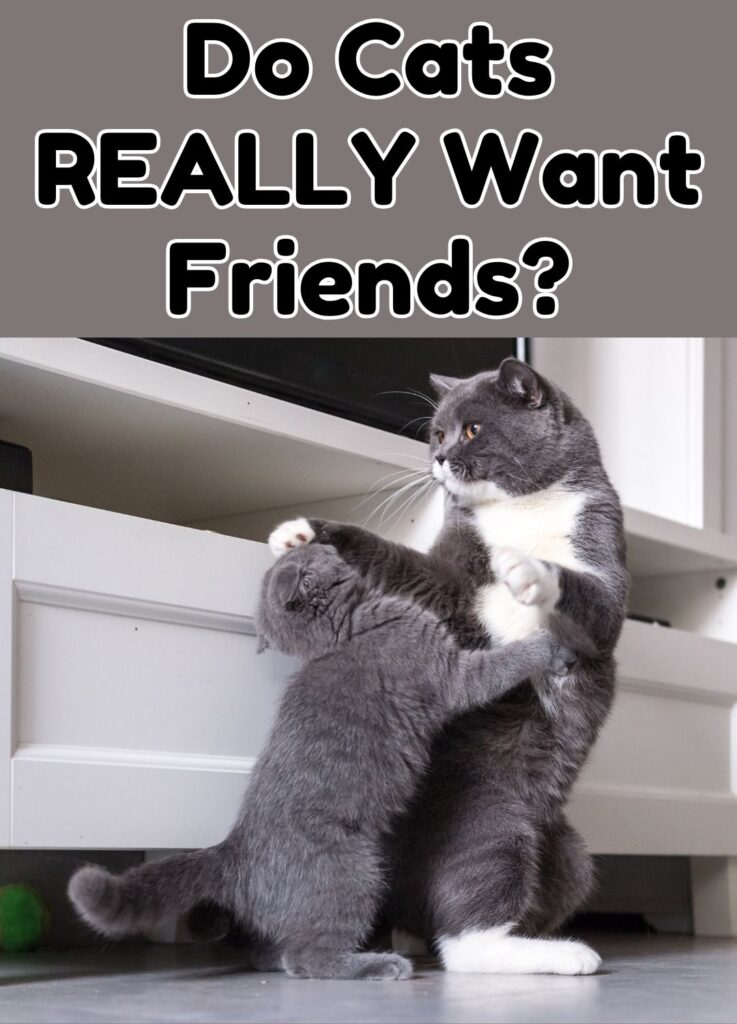 Do cats really need friends?