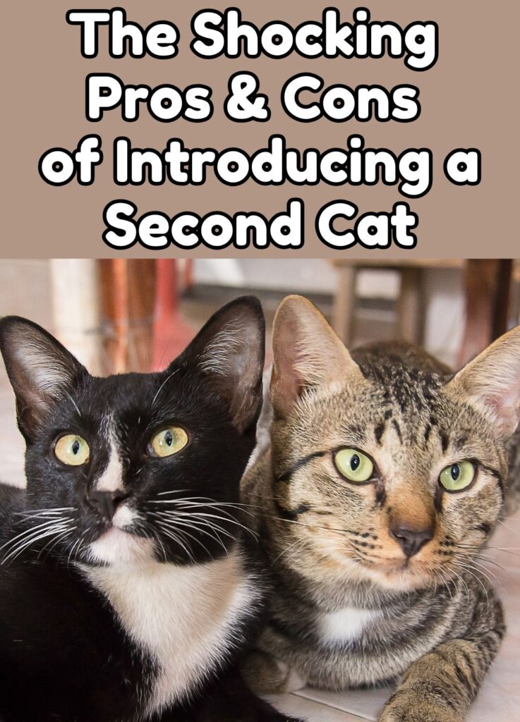 pros and cons of a second cat