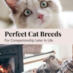 photos of cats that make great pets for seniors