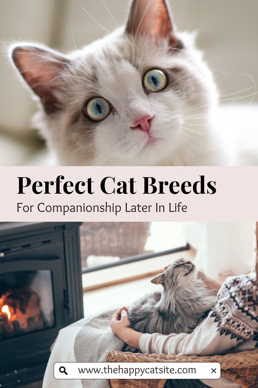 purr-fect-partners-for-seniors-calm-and-affectionate-cat-breeds