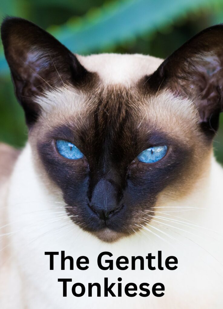 Tonkinés cat