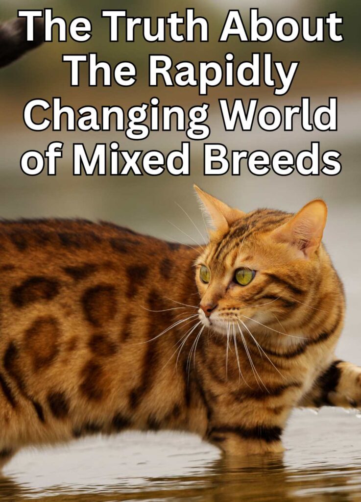 mixed breed bengal