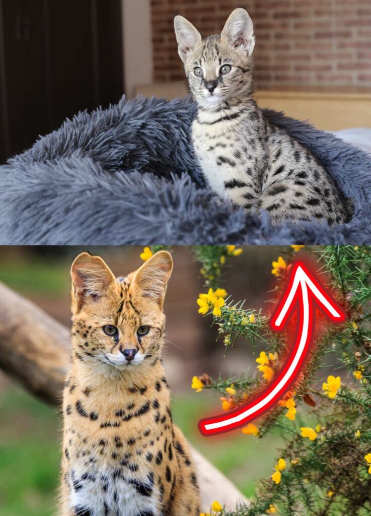 serval to savannah cat