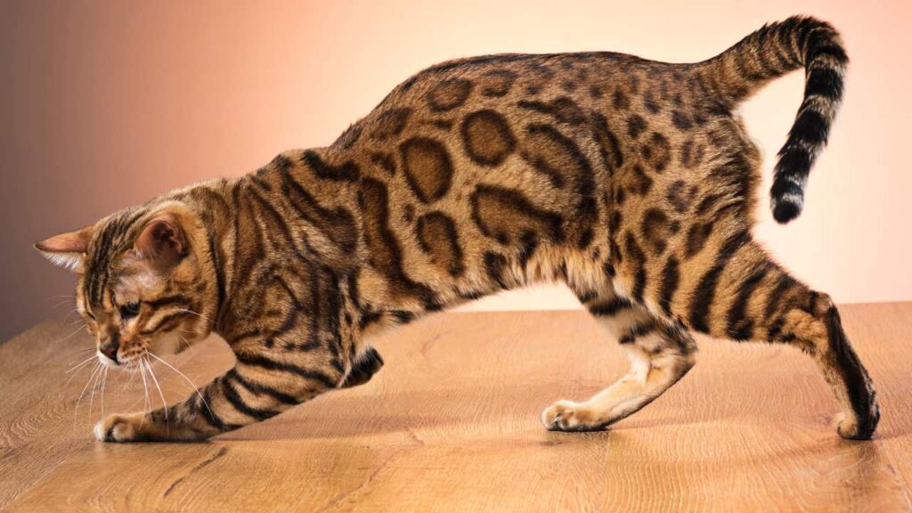 bengal cat