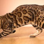 bengal cat