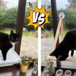 comparing two cat window perches